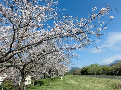 足久保堤１００本桜